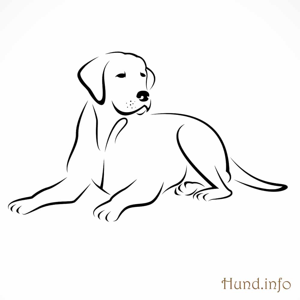 yellow lab dog coloring pages - photo #27