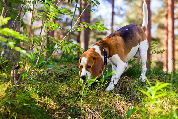 Beagle-auf-der-Jagd