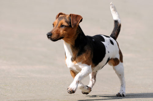 Jack-Russell-Terrier