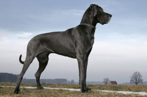deutsche-dogge-schwarz