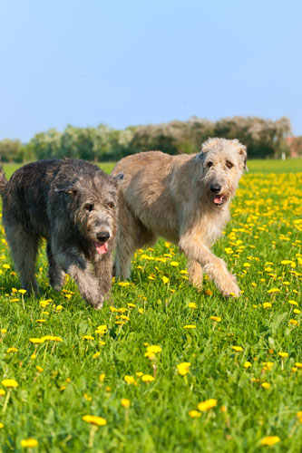 Wetterfester Aufkleber Irischer Wolfshund Hunde Dogs Rasse größe 15 oder 59 cm