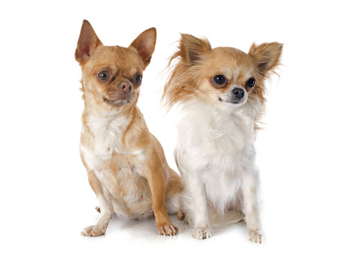 Chihuahua-langhaar-kurzhaar