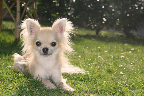 Chihuahua-weiss