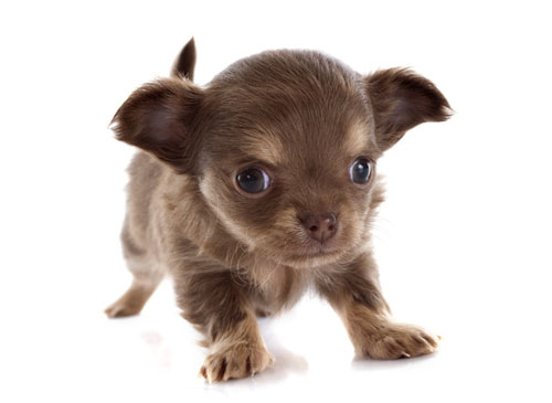 Chihuahua ⋆ Hunde