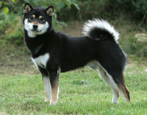 Shiba Inu ⋆ Hunde