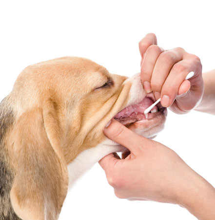 Unverzichtbar: Zahnpflege beim Hund