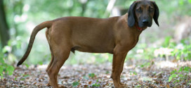 Bayerischer-Gebirgsschweißhund