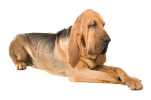 Bloodhound-liegend