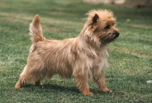 Cairn-Terrier-braun
