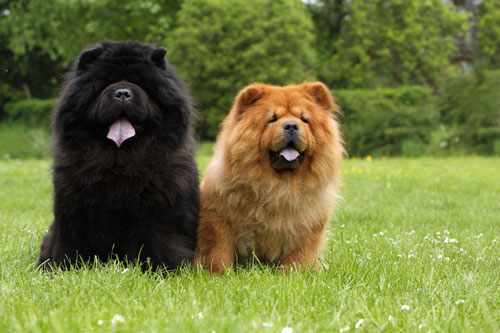 chow-chows