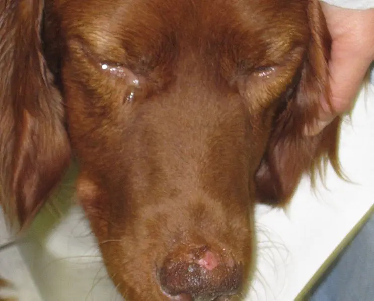 Leishmaniose bei einem Hund mit Ulzeration und Pigmentverlust am Nasenspiegel und Konjunktivitis