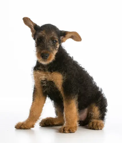 Airedale-Terrier-Welpe