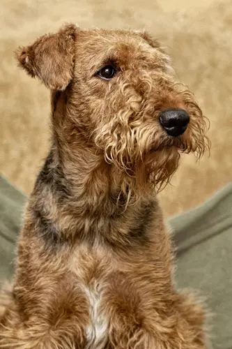 Airedale-Terrier-portrait