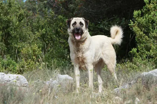 anatolischer-Hirtenhund