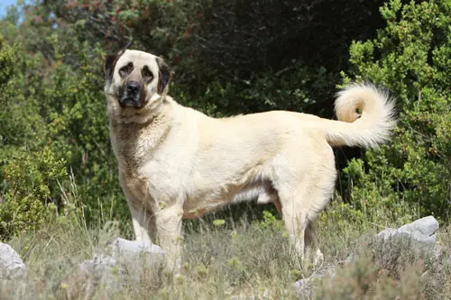 anatolischerHirtenhund