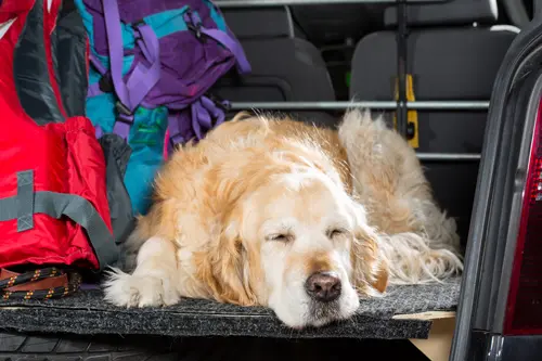 Reisesicherheit-hund-auto