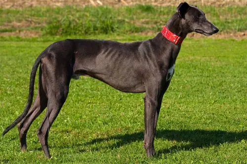Greyhound-schwarz