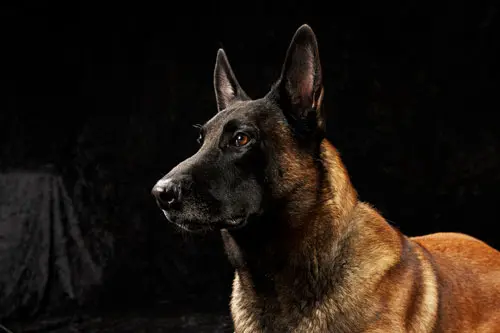 belgischerschaeferhund