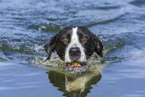 Eine Blasenentzündung beim Hund entsteht durch Bakterien, die beispielsweise beim Schwimmen in die Harnwege eindringen können.