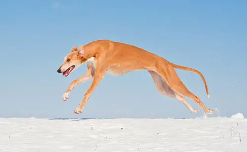 rennender-Greyhound