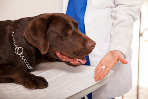 Als Behandlungsmaßnahme bei Epilepsie bei Hunden, verordnet der Tierarzt sogenannte Antiepileptika.