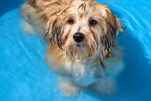 Hund im Wasser abkuehlen