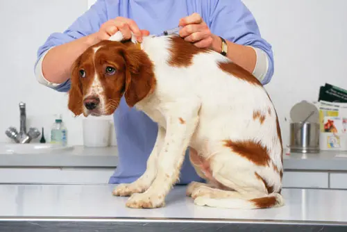 Lasst Eure Hunde impfen!