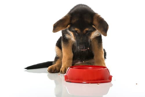 Hunde die als Welpe oft Hunger leiden mussten, neigen später dazu, Kot zu fressen