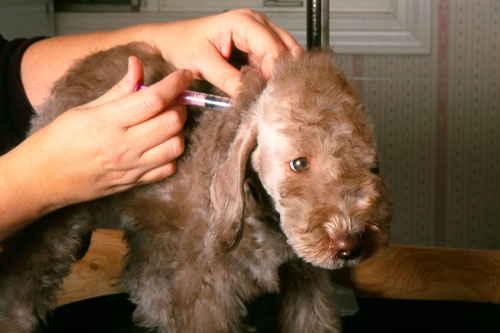George Bernard smidig bleg Hepatitis contagiosa canis | Hunde