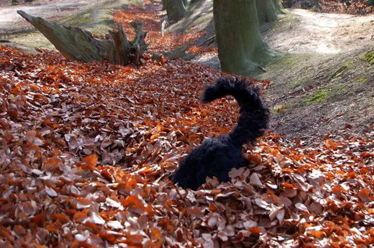 Herbstbild-Hund4