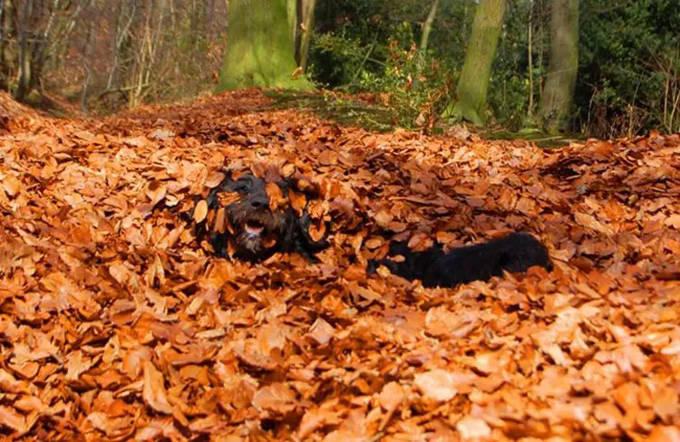 Herbstbild-Hund5