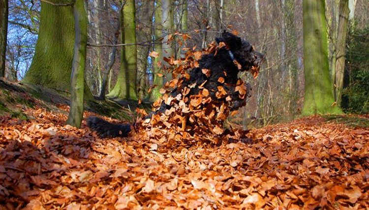 Herbstbild-Hund7