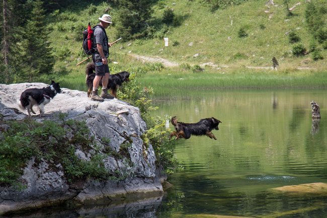 alpenwandern-mit-hund