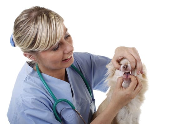 Maulkontrolle-Tierarzt