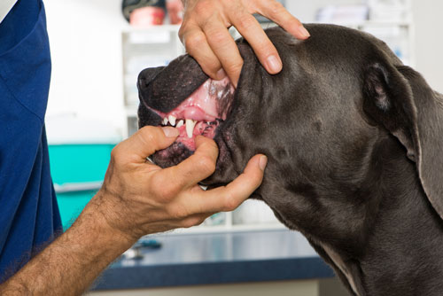 Zahnkontrolle-Hund