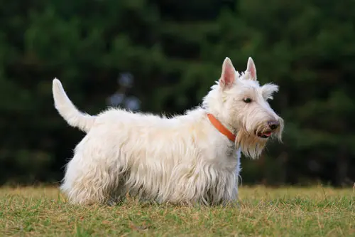 Scottish-Terrier-white