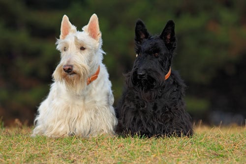 Stempel « SKYE TERRIER » Adressenstempel Motiv Hund Schottland Jagd Hunderasse