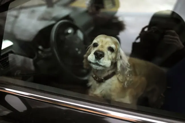 Hund im überhitzen Auto! Jetzt handeln!
