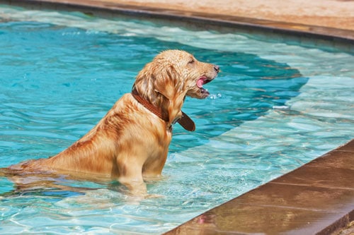 hund-schwimmbad