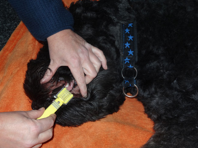 hund-zahnpflege
