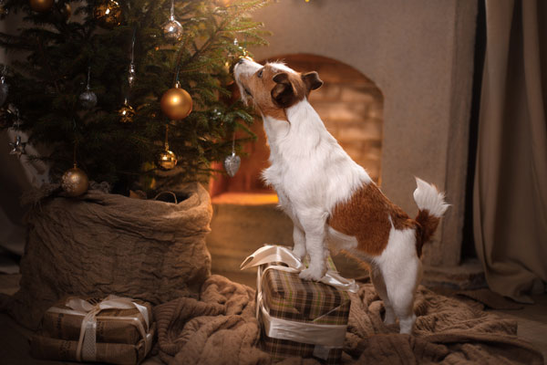 weihnachtsgeschenk-hund