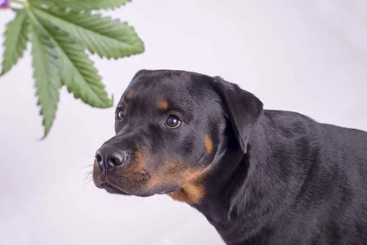 Cannabisöl für Hunde