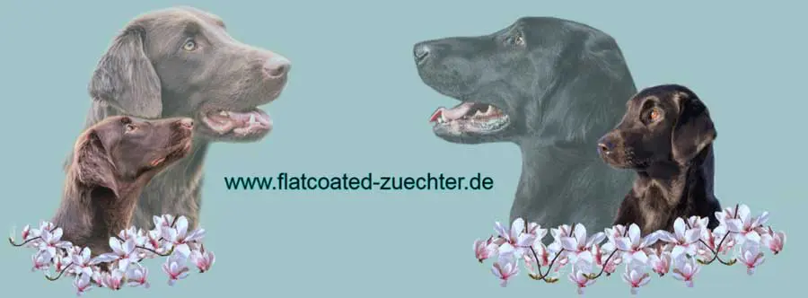 Hier finden Sie deutschlandweit seriöse und kontrollierte Flat Coated Retriever Züchter