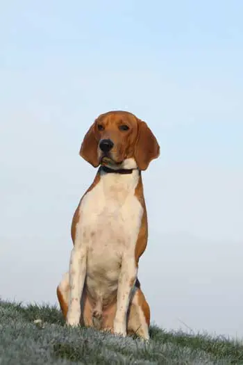beagle harrier sitzend