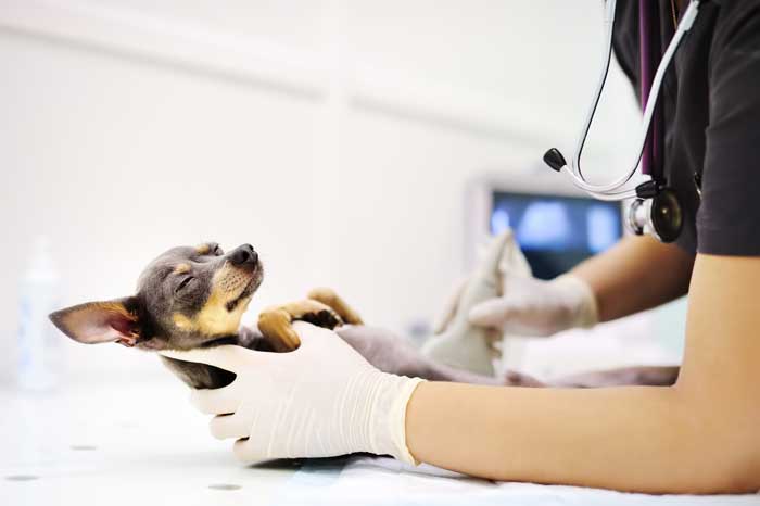 Krankenversicherung für Hunde