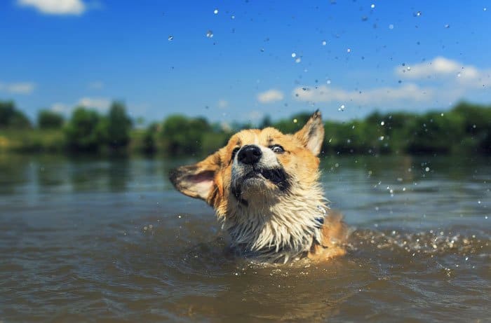 Wasservergiftung beim Hund