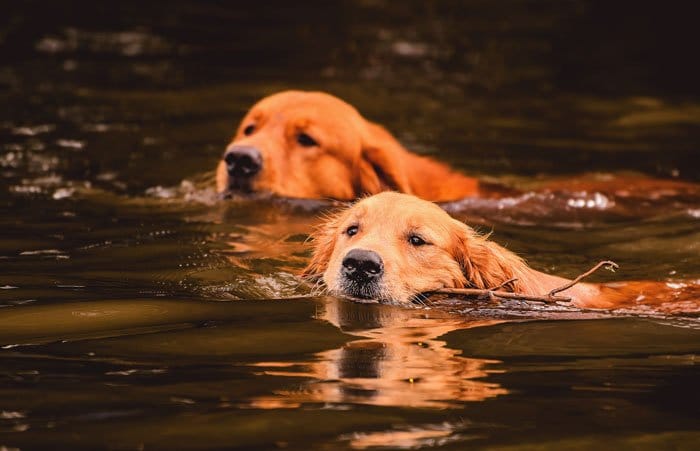 Wasservergiftung beim Hund 