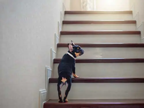 Bandscheiben vom Hund schonen und Treppen meiden