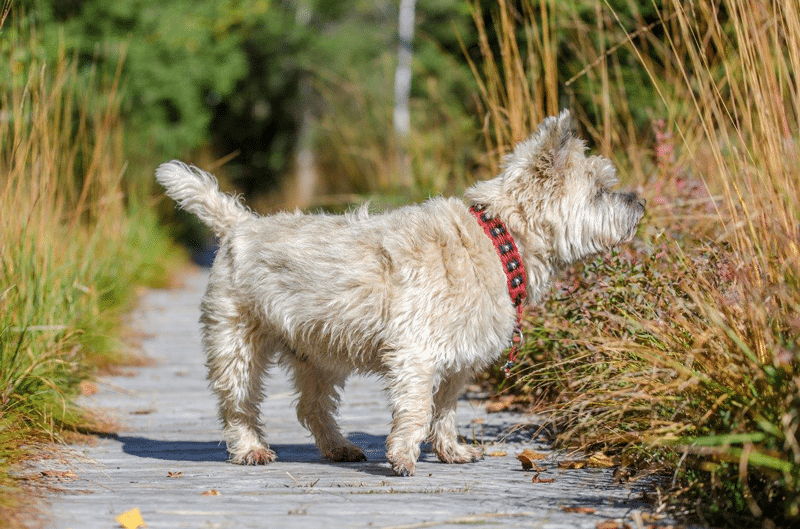Cairn-Terrier-Ruede-Bobby