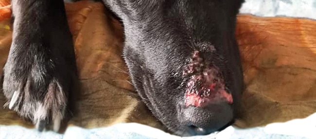 Verletzte Hundeschauze durch Kontakt mit  Eicheprozessionsspinnern
